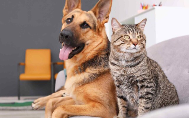 Cat Health – Keeping Them Purr-fect